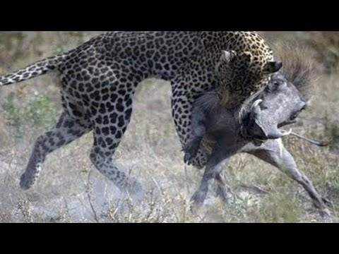 Leopardo Caçando 2