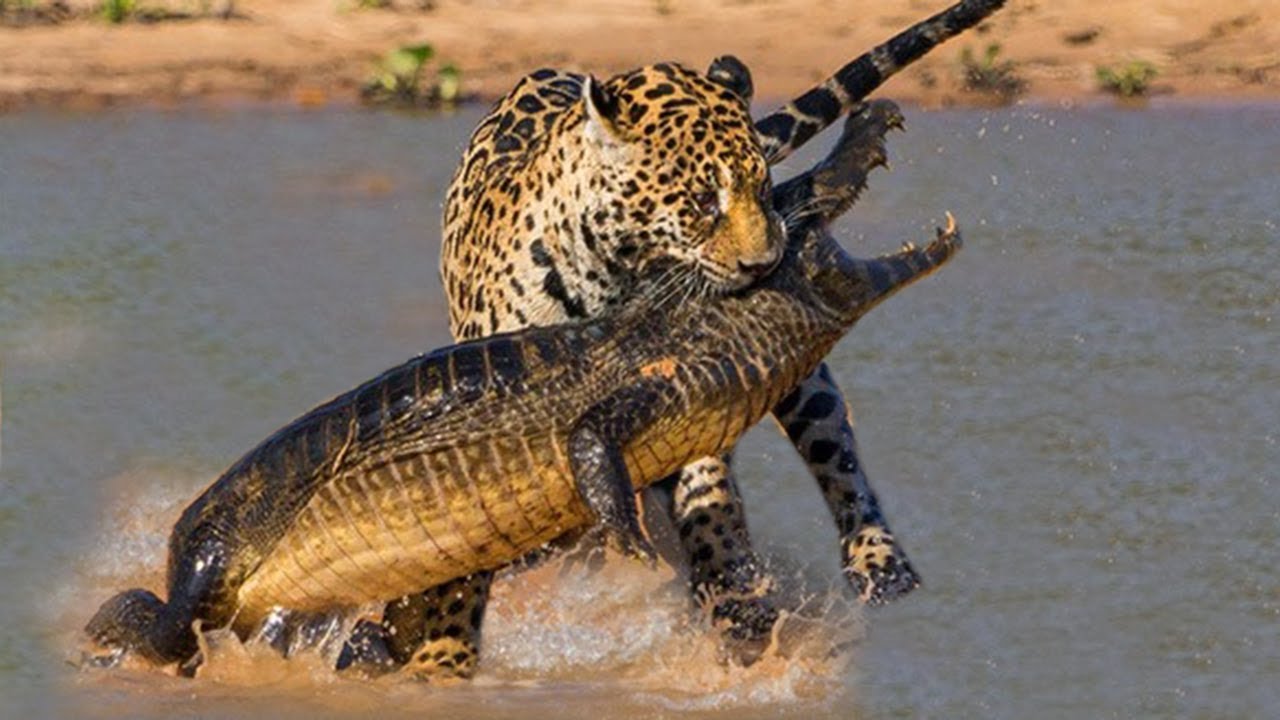 Leopardo Caçando 6