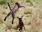 Leopardo Caçando 3