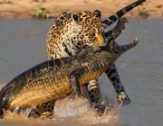 Leopardo Caçando 6