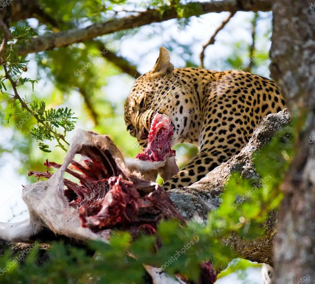 Leopardo Comendo 1