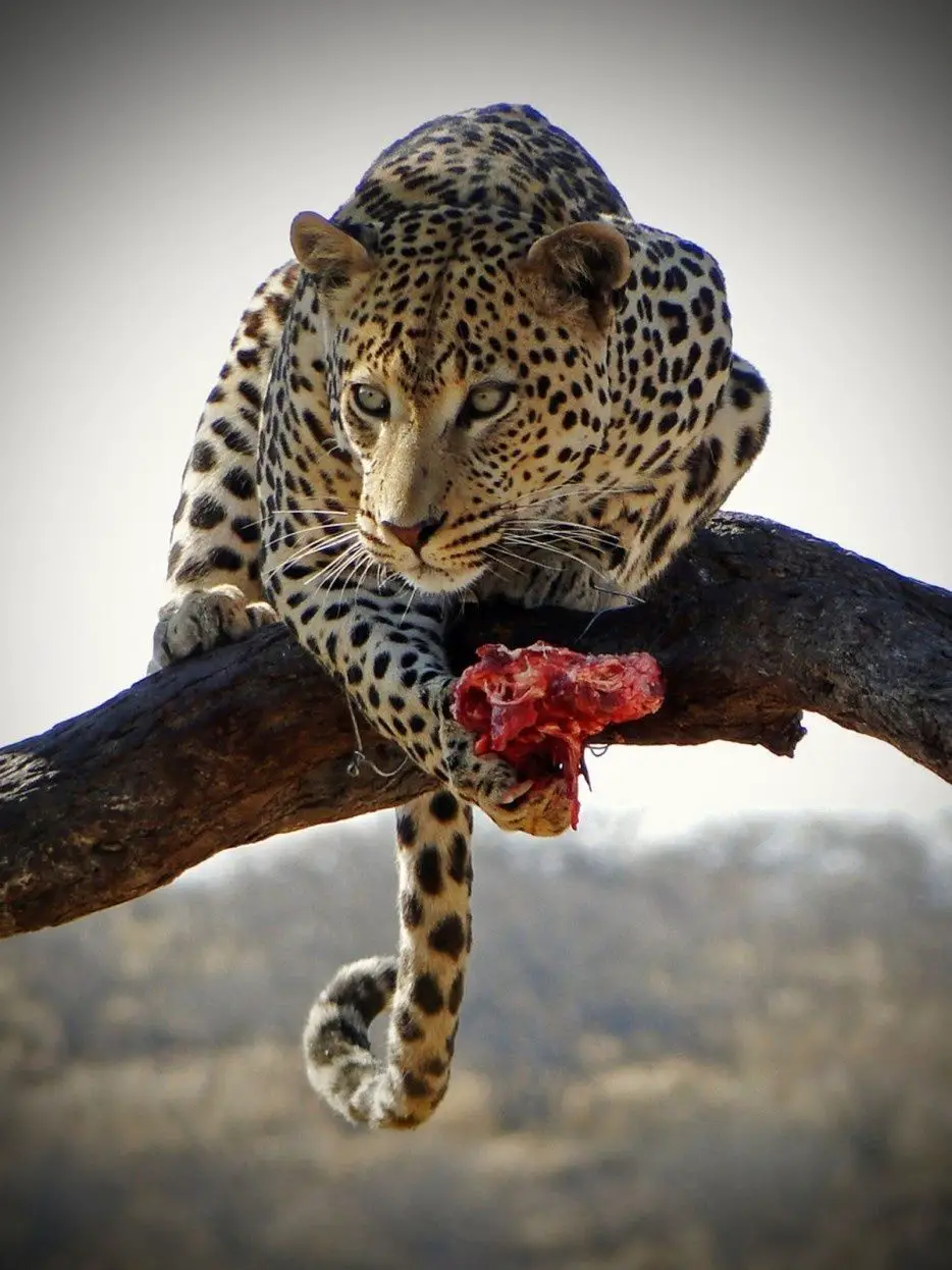 Leopardo Comendo 4