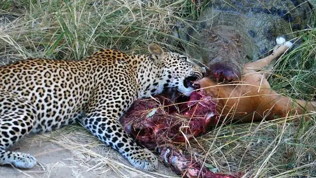Leopardo Comendo 6