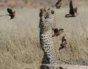 Leopardo Comendo 2