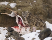 Leopardo Comendo 3