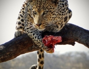 Leopardo Comendo 4