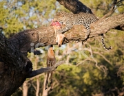 Leopardo Comendo 5