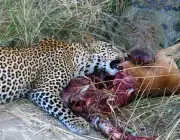 Leopardo Comendo 6