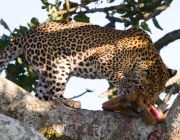 Leopardo Comendo 2