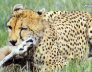 Leopardo Comendo 6