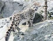 Leopardo das Neves 1