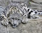 Leopardo das Neves 3