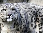 Leopardo das Neves 5