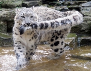 Leopardo das Neves 6