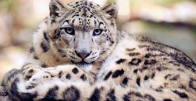 Leopardo-das-Neves 1