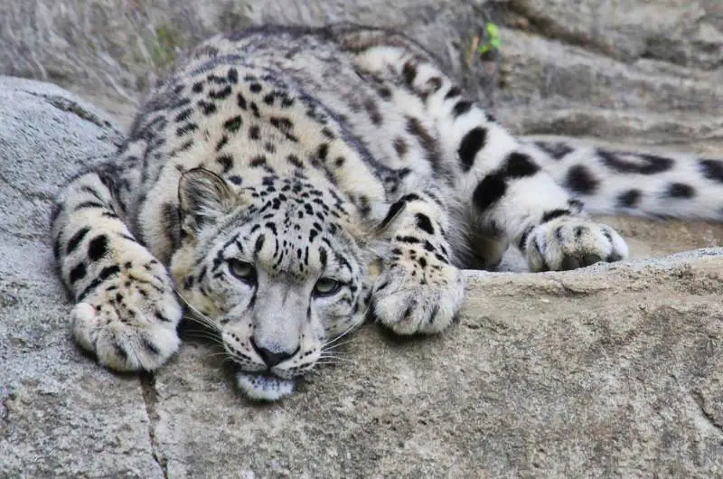 Leopardo-das-Neves 3