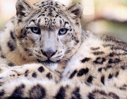 Leopardo-das-Neves 1