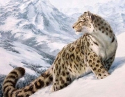 Leopardo-das-Neves 5