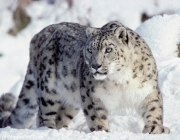 Male snow leopard (Uncia uncia)