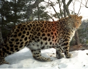 Leopardo de Amur 2