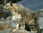 Leopardo de Amur 3