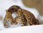 Leopardo de Amur 4