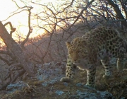 Leopardo de Amur 5