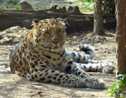 Leopardo de Amur 6
