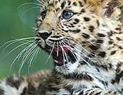 Leopardo de Amur 1