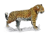 Leopardo de Amur 2