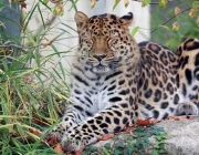 Leopardo de Amur 3