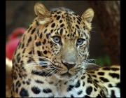 Leopardo de Amur 4