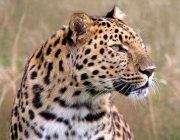 Leopardo de Amur 5