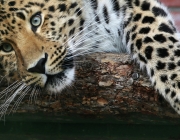 Leopardo de Amur 6