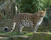 Leopardo de Amur 1