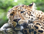 Leopardo de Amur 3
