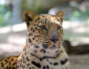 Leopardo de Amur 4