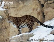ARKive image GES001033 - Amur leopard