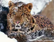 ARKive image GES077563 - Amur leopard