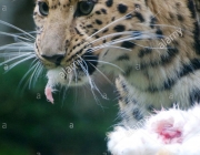 Leopardo de Amur Comendo 1