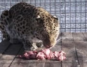 Leopardo de Amur Comendo 2