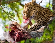 Leopardo de Amur Comendo 3