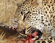 Leopardo de Amur Comendo 4