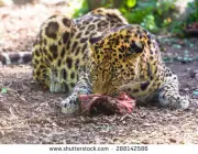 Leopardo de Amur Comendo 5