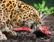 Leopardo de Amur Comendo 6