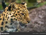 Amur leopard (Panthera pardus orientalis), a leopard subspecies native to the Primorye region of southeastern Russia and the Jilin Province of northeast China
