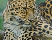 Leopardo de Amur 2
