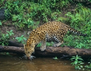 Amur Leopard (Panthera pardus orientalis)