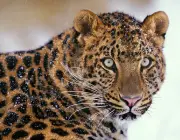 Leopardo de Amur 4