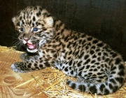 Leopardo de Amur 5